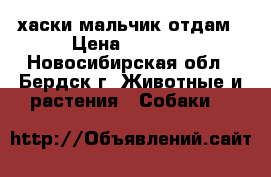 хаски мальчик отдам › Цена ­ 3 500 - Новосибирская обл., Бердск г. Животные и растения » Собаки   